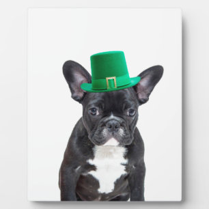 Schattigee Franse Bulldog met Pet St. Patrick's Da Fotoplaat