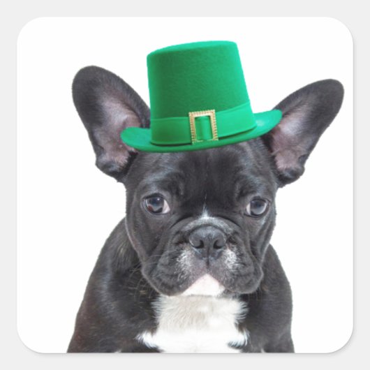 Schattigee Franse Bulldog met Pet St. Patrick's Da Vierkante Sticker (Voorkant)
