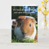 Schattigee Funny Guinea Pig Verjaardag Kaart (Gele Bloem)