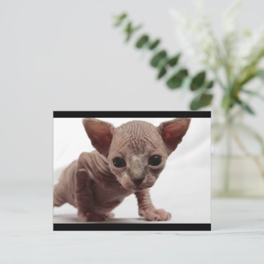 Schattigee Furless Sphynx Kitten Briefkaart (Staand voorkant)