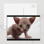 Schattigee Furless Sphynx Kitten Briefkaart (Voorkant / Achterkant)