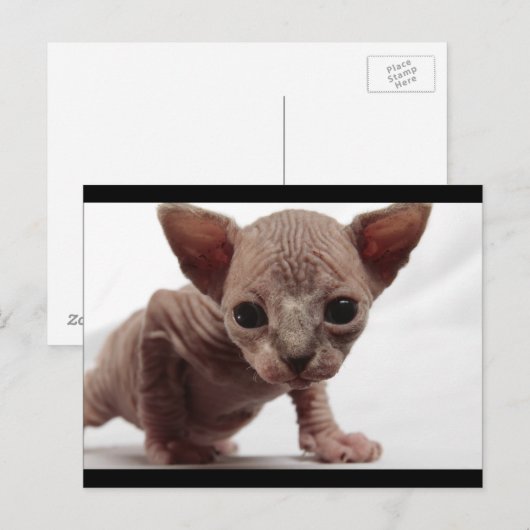 Schattigee Furless Sphynx Kitten Briefkaart (Voorkant / Achterkant)
