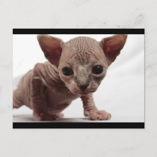 Schattigee Furless Sphynx Kitten Briefkaart (Voorkant)