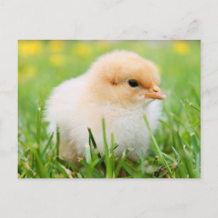 Schattigee Fuzzy Baby Chicks - Funny Farm Animals Briefkaart