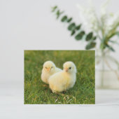 Schattigee Fuzzy Baby Chicks - Funny Farm Animals Briefkaart (Staand voorkant)