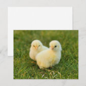 Schattigee Fuzzy Baby Chicks - Funny Farm Animals Briefkaart (Voorkant / Achterkant)