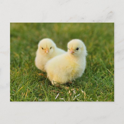 Schattigee Fuzzy Baby Chicks - Funny Farm Animals Briefkaart (Voorkant)