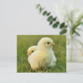 Schattigee Fuzzy Baby Chicks - Funny Farm Animals Briefkaart (Staand voorkant)