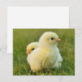 Schattigee Fuzzy Baby Chicks - Funny Farm Animals Briefkaart (Voorkant / Achterkant)