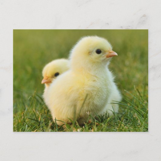 Schattigee Fuzzy Baby Chicks - Funny Farm Animals Briefkaart (Voorkant)