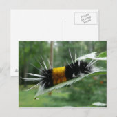 Schattigee fuzzy rups briefkaart (Voorkant / Achterkant)