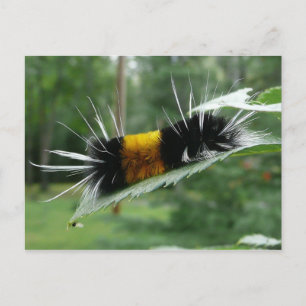 Schattigee fuzzy rups briefkaart