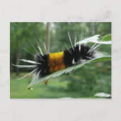 Schattigee fuzzy rups briefkaart (Voorkant)