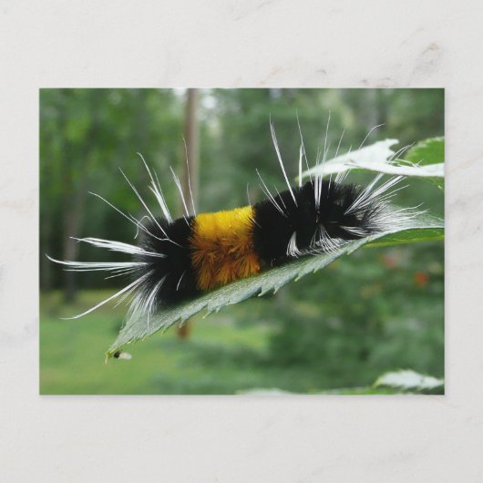 Schattigee fuzzy rups briefkaart (Voorkant)
