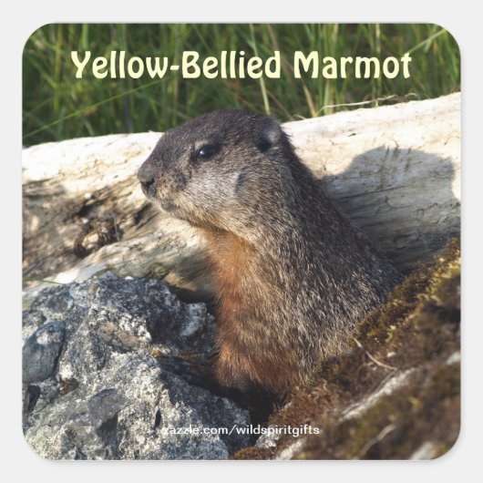 Schattigee geelbuikige Marmot Wildlife Sticker (Voorkant)