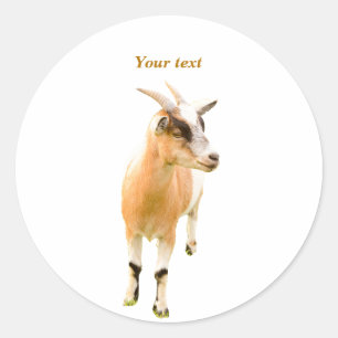 Schattigee geitenstaande fotografie ronde sticker