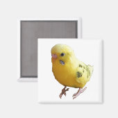 Schattigee gele parkiet vriendelijke huisdier voge magneet (Voorkant / Achterkant)