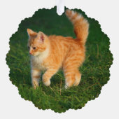 Schattigee Ginger Kitten Foto Ornament Kaart (Achterkant)