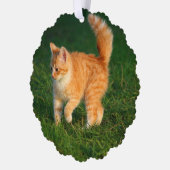 Schattigee Ginger Kitten Foto Ornament Kaart (Links)