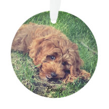 Schattigee Golden Doodle