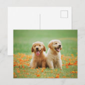 Schattigee Golden Retriever Puppies Foto Briefkaart (Voorkant / Achterkant)