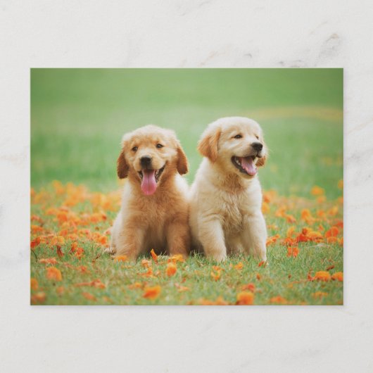 Schattigee Golden Retriever Puppies Foto Briefkaart (Voorkant)