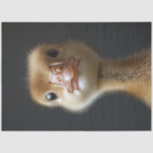 Schattigee Gosling Portrait Decoupage Tissuepapier (Voorkant)