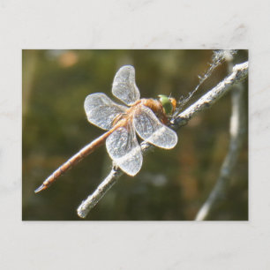 Schattigee Green Eyed Hawker Dragonfly DIY Briefka Briefkaart