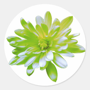 Schattigee groene bloemen groene bloem groene made ronde sticker
