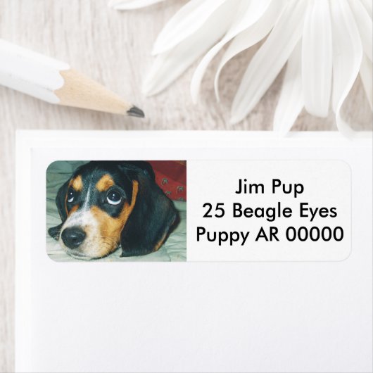 Schattigee grote ogen Beagle Puppy Etiket (Insitu)