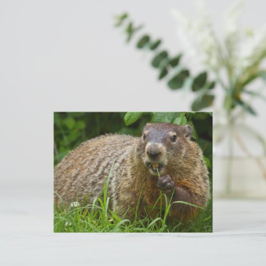 Schattigee Groundhog Eating Grass Foto Briefkaart (Staand voorkant)