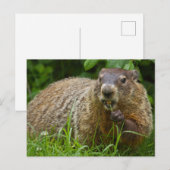 Schattigee Groundhog Eating Grass Foto Briefkaart (Voorkant / Achterkant)