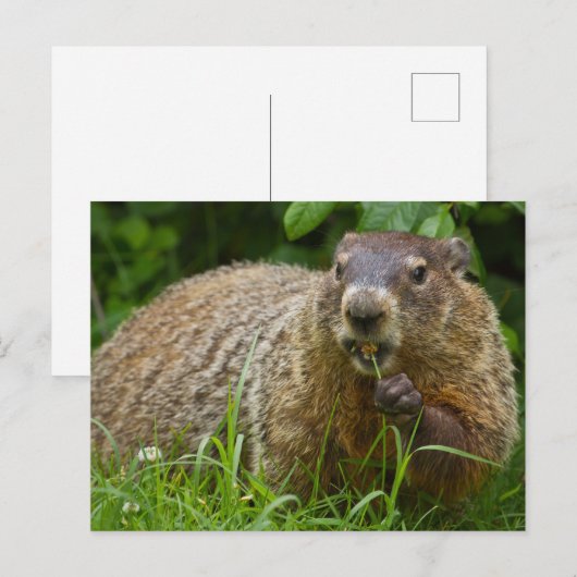 Schattigee Groundhog Eating Grass Foto Briefkaart (Voorkant / Achterkant)
