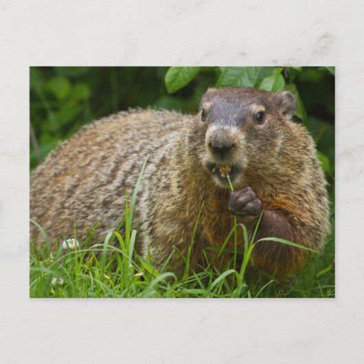 Schattigee Groundhog Eating Grass Foto Briefkaart (Voorkant)