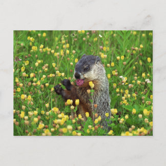 Schattigee Groundhog met Flower Briefkaart