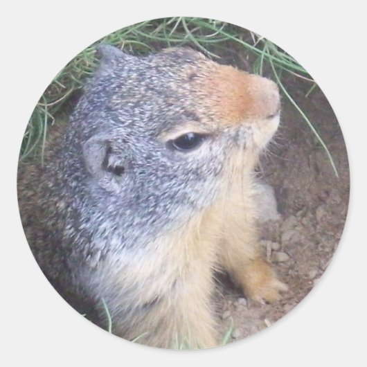 Schattigee Groundhog-Sticker Ronde Sticker (Voorkant)