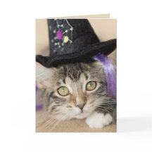 Schattigee Halloween Kitten Witch