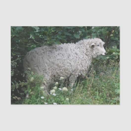 Schattigee hebzuchtige schapen die weefselpapier e tissuepapier (Voorkant)