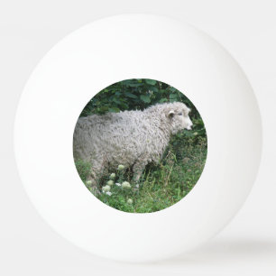 Schattigee hebzuchtige schapen eten pingpongbal