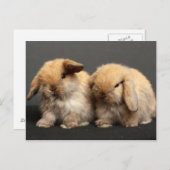 Schattigee Holland Lop Kits Briefkaart (Voorkant / Achterkant)