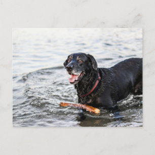 Schattigee hond blij spelen in water zwarte labrad briefkaart