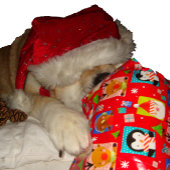 Schattigee hond in rode kerstmuts met kerst legpuzzel