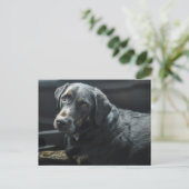 Schattigee hond Pet Black Labrador Retriever Briefkaart (Staand voorkant)