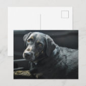 Schattigee hond Pet Black Labrador Retriever Briefkaart (Voorkant / Achterkant)