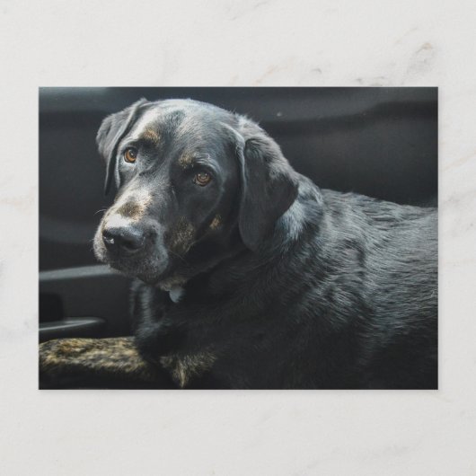 Schattigee hond Pet Black Labrador Retriever Briefkaart (Voorkant)