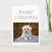 Schattigee Hond Pet Foto Witte Sterren Vrolijk Ker Feestdagen Kaart (Voorkant)