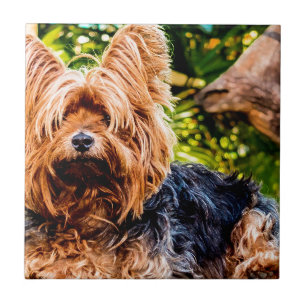 Schattigee hond Pet Yorkie Peace Love Destiny Fun Tegeltje