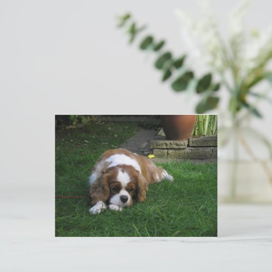 Schattigee hond ter wereld heeft honger briefkaart (Staand voorkant)