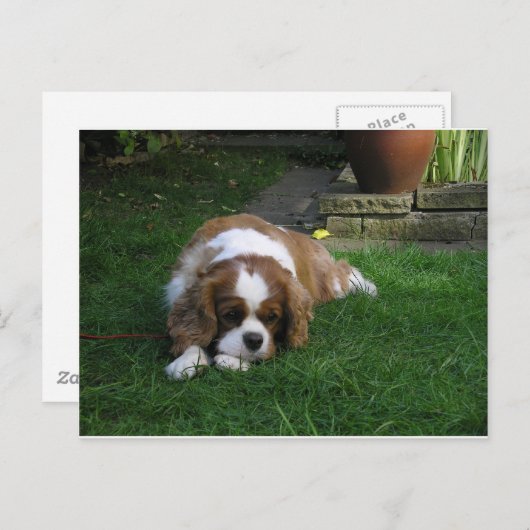 Schattigee hond ter wereld heeft honger briefkaart (Voorkant / Achterkant)