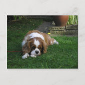 Schattigee hond ter wereld heeft honger briefkaart (Voorkant)